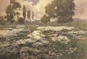 unknow artist Field of Daisies painting